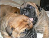 Puppies 1-3 weeks - Pennut 1-3 viikkoa